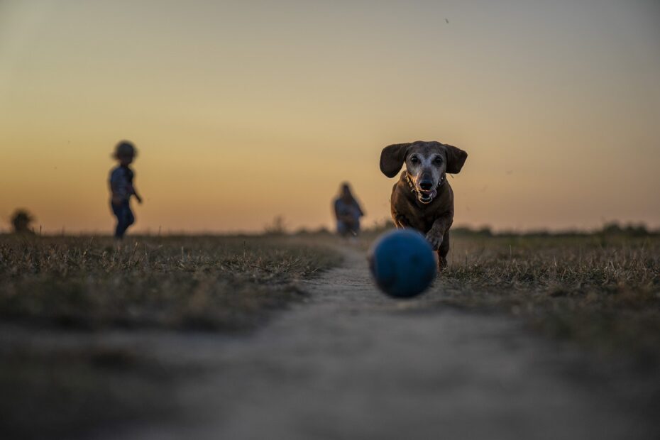 Dog Parks in Miami