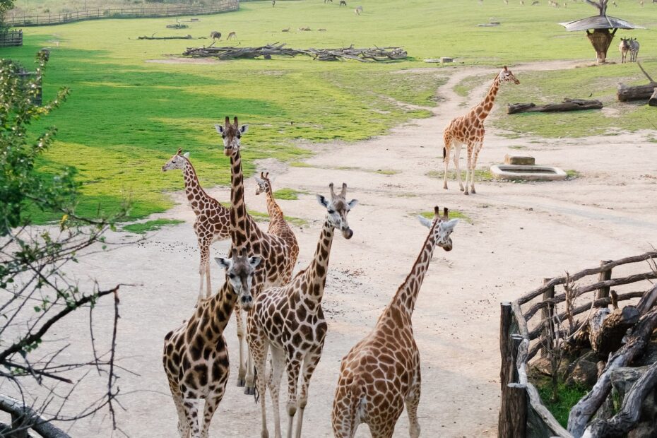 Miami Zoo